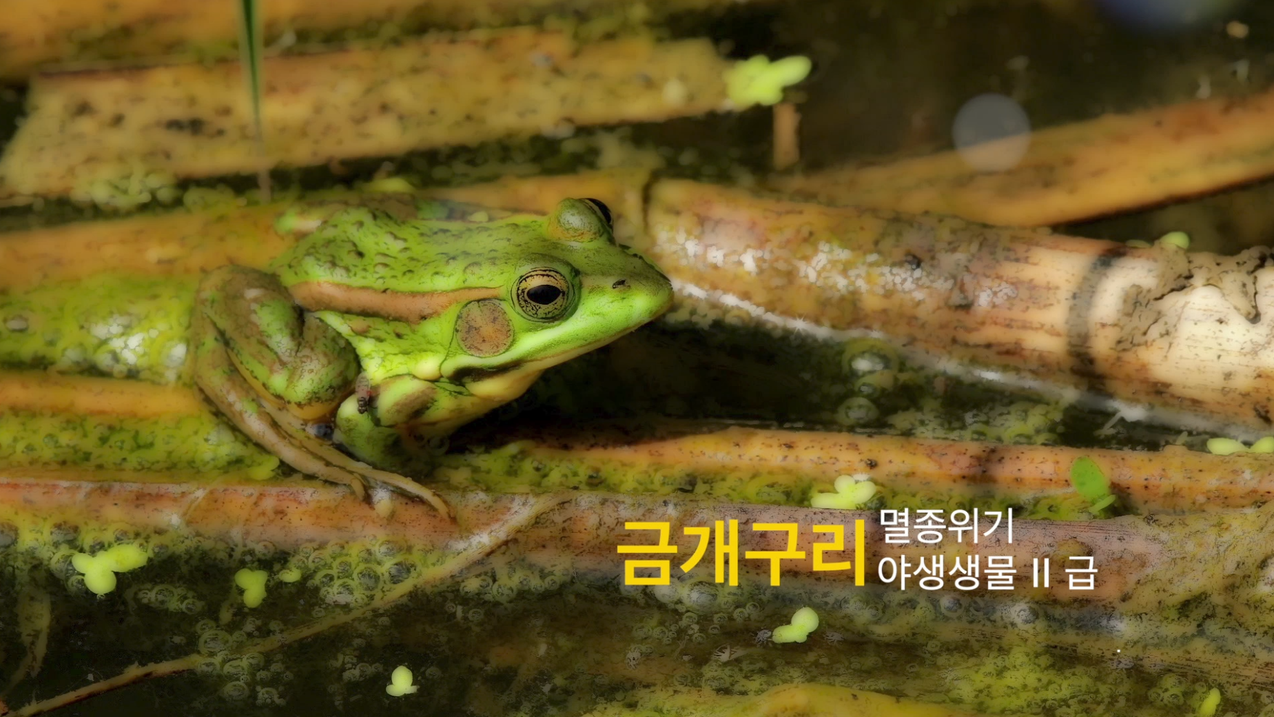 [연구기록영상]금개구리 썸네일 이미지
