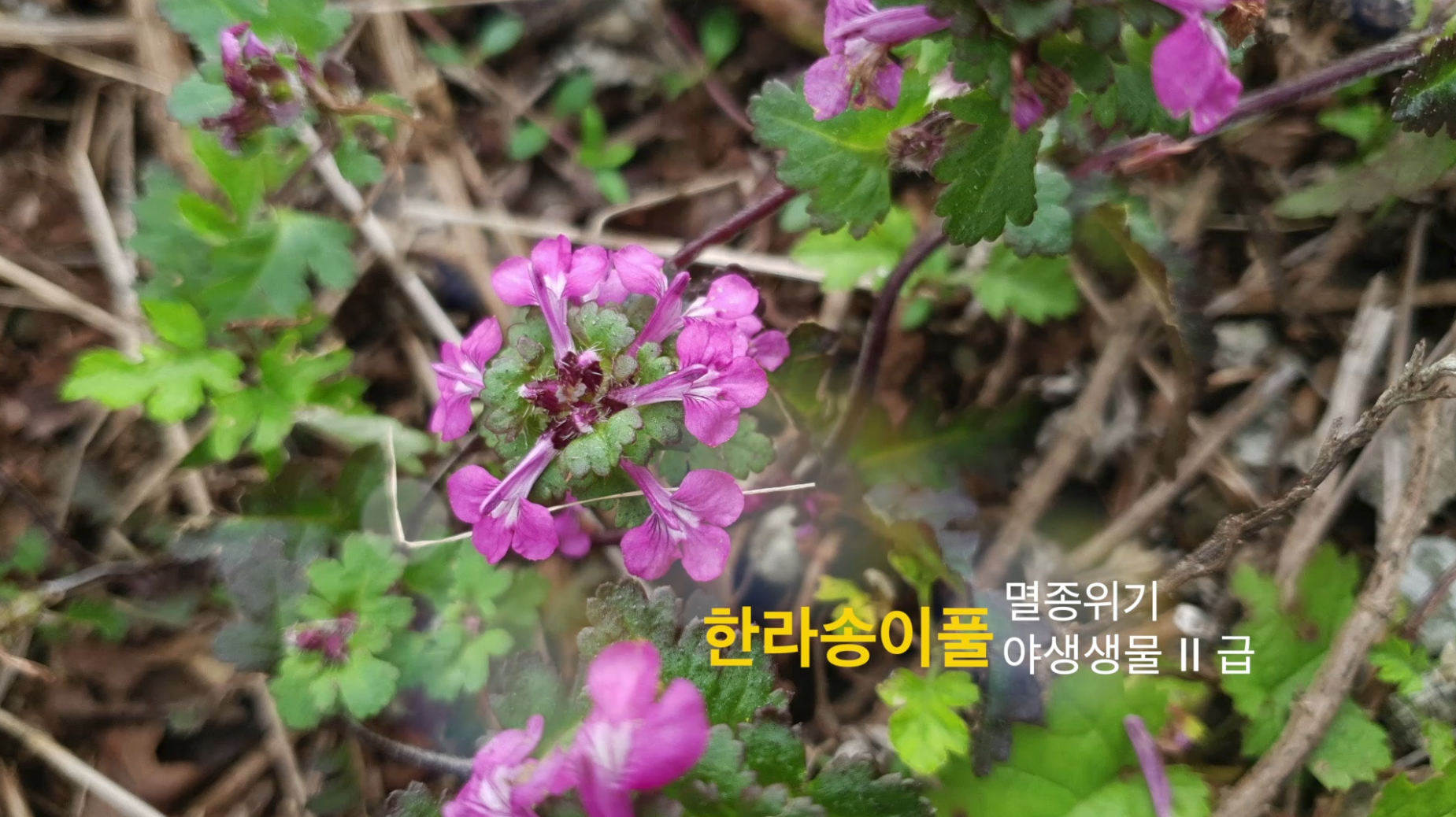 [연구기록영상]한라송이풀 썸네일 이미지