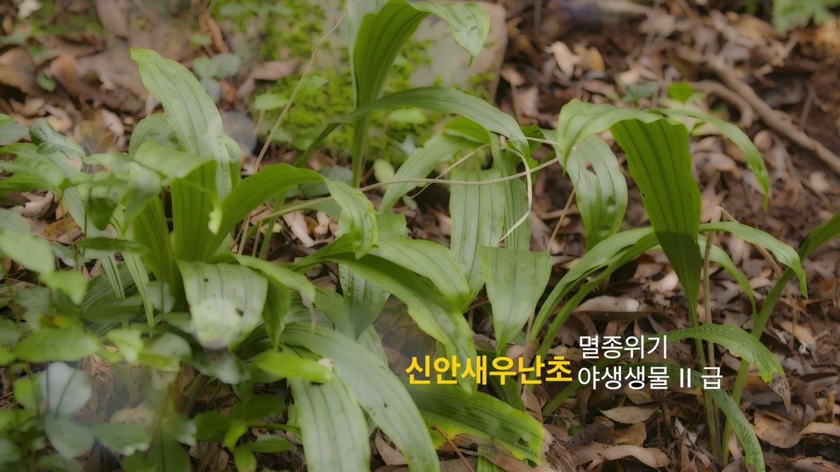 [연구기록영상]신안새우난초 썸네일 이미지